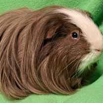 Thumbnail photo of Rigby #1