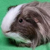 Thumbnail photo of Rigby #2