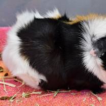 Thumbnail photo of Elle #1