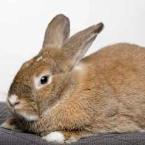 Thumbnail photo of Tiny / Nina 1 #2