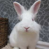 Thumbnail photo of Calvin #1