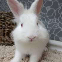 Thumbnail photo of Calvin #3