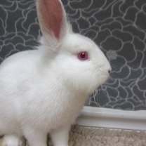 Thumbnail photo of Calvin #4