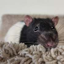 Thumbnail photo of Willie #1