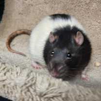 Thumbnail photo of Willie #2