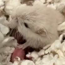 Thumbnail photo of Tiny Tim #2