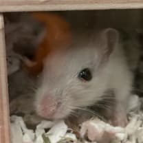 Thumbnail photo of Tiny Tim #4