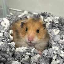 Thumbnail photo of Tom Tom #1