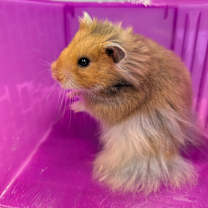 Thumbnail photo of Tom Tom #2