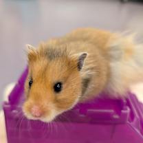 Thumbnail photo of Tom Tom #3