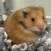 Thumbnail photo of Zibby #1