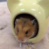 Thumbnail photo of Zibby #2