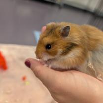 Thumbnail photo of Zibby #3