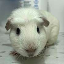 Thumbnail photo of Jack Frost #1