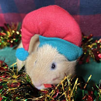 Thumbnail photo of Peanut Brittle #1