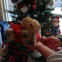 Thumbnail photo of Peanut Brittle #2