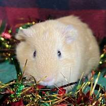 Thumbnail photo of Peanut Brittle #3