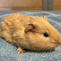 Thumbnail photo of Peanut Brittle #4