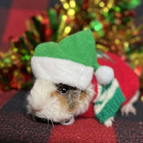 Thumbnail photo of Larry #1