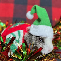 Thumbnail photo of Larry #2