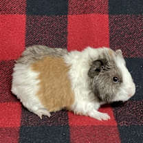 Thumbnail photo of Larry #3