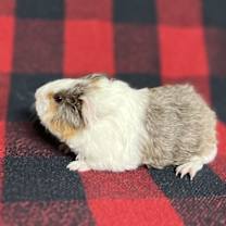 Thumbnail photo of Larry #4