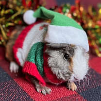 Thumbnail photo of Moe #1