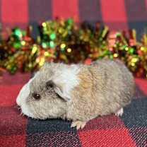 Thumbnail photo of Moe #2