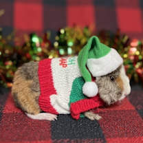 Thumbnail photo of Moe #3