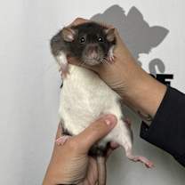 Thumbnail photo of Coco Pepper #1