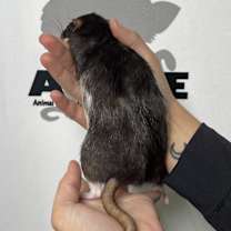 Thumbnail photo of Coco Pepper #3