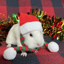 Thumbnail photo of Jingle Bell #2