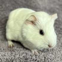 Thumbnail photo of Jingle Bell #3