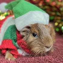 Thumbnail photo of Candy Cane #1