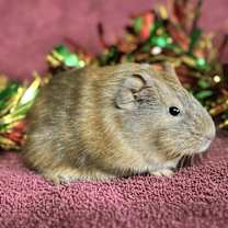 Thumbnail photo of Candy Cane #2