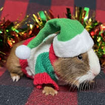 Thumbnail photo of Snickerdoodle #1