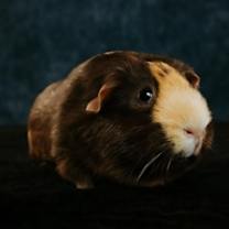 Thumbnail photo of Knix #2