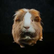 Thumbnail photo of Stevie #2