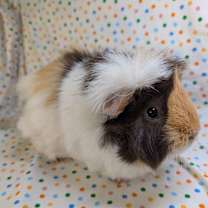 Thumbnail photo of Marsha #1