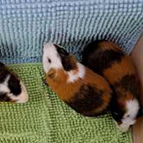 Thumbnail photo of Buckeye #4