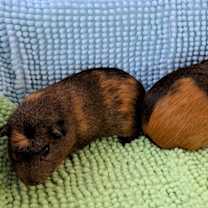 Thumbnail photo of Heath #4