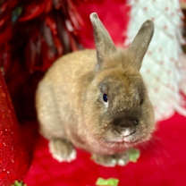 Thumbnail photo of Gus #2