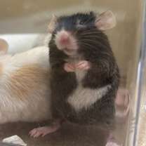 Thumbnail photo of Mortha #1