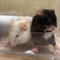 Thumbnail photo of Mortha #2