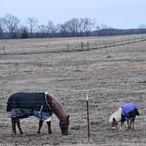 Thumbnail photo of Odessa #2