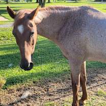 Thumbnail photo of OB #2