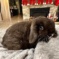 Thumbnail photo of Brownie Blue (bonded with TJ) #1