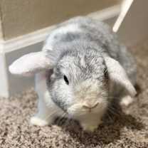 Thumbnail photo of TJ (bonded with Brownie Blue) #2