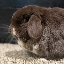 Thumbnail photo of Brownie Blue (bonded with TJ) #2