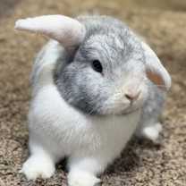 Thumbnail photo of TJ (bonded with Brownie Blue) #3